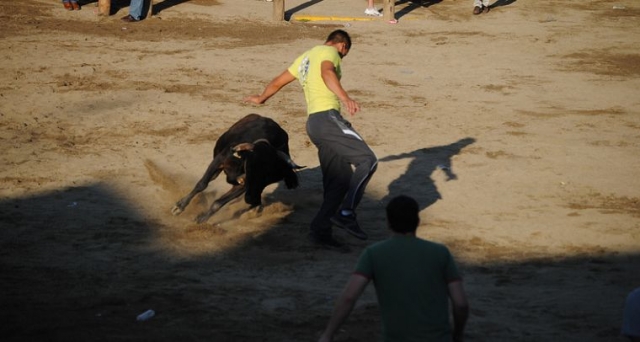  uomo che fa un giro su una giovenca 
